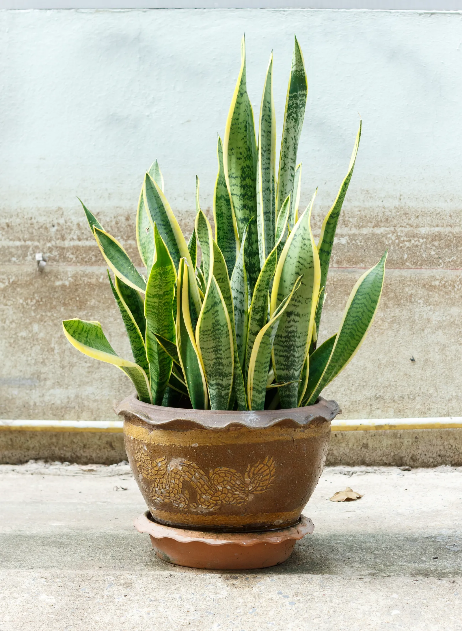 Snake Plant